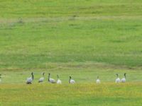 Grus virgo Lake Kopatadze, Kvemo Kartli, Georgia 20180429_0105