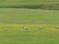 Grus virgo Lake Kopatadze, Kvemo Kartli, Georgia 20180429_0111