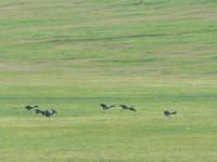 Grus virgo Lake Kopatadze, Kvemo Kartli, Georgia 20180429_0121