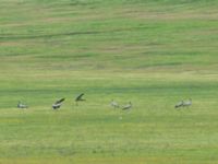 Grus virgo Lake Kopatadze, Kvemo Kartli, Georgia 20180429_0129