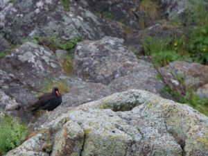 Haematopus bachmani - American Black Oystercatcher - Klippstrandskata