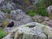 Haematopus bachmani Resurrection Bay, Seward, Alaska, USA 20140616B_0182