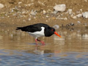 Haematopus ostralegus - Eurasian Oystercatcher - Strandskata