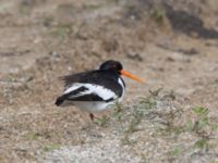 Haematopus ostralegus Tångupplaget, Ribersborg, Malmö, Skåne, Sweden 20240505_0022