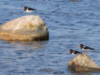 Haematopus ostralegus Terekudden, Bunkeflo strandängar, Malmö, Skåne, Sweden 20230626_0027