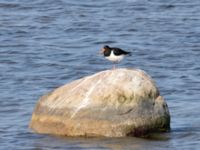 Haematopus ostralegus Terekudden, Bunkeflo strandängar, Malmö, Skåne, Sweden 20230626_0030