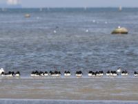 Haematopus ostralegus Tygelsjö ängar, Malmö, Skåne, Sweden 20240426_0004