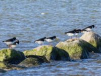 Haematopus ostralegus Tygesjö ängar, Malmö, Skåne, Sweden 20240317_0037