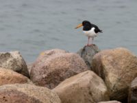 Haematopus ostralegus Vindskyddet, Scaniaparken, Malmö, Skåne, Sweden 20230325_0043