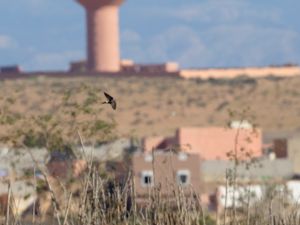 Cecropis daurica - Red-rumped Swallow - Rostgumpsvala