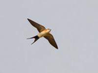 Cecropis daurica Hula lake, Israel 20130401B 035