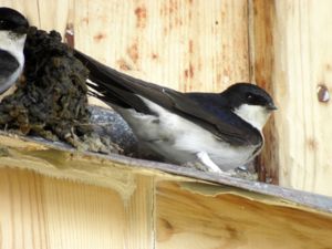 Delichon urbicum - Common House Martin - Hussvala