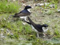 Delichon urbicum Härslöv, Landskrona, Skåne, Sweden 20070606 021