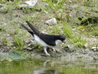 Delichon urbicum Härslöv, Landskrona, Skåne, Sweden 20070606 028