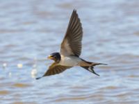 Hirundo rustica Fornlämningsdammen, Tygelsjö ängar, Malmö, Skåne, Sweden 20240721_0111