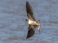 Hirundo rustica Fornlämningsdammen, Tygelsjö ängar, Malmö, Skåne, Sweden 20240721_0113