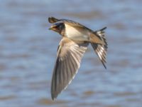 Hirundo rustica Fornlämningsdammen, Tygelsjö ängar, Malmö, Skåne, Sweden 20240721_0114