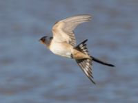 Hirundo rustica Fornlämningsdammen, Tygelsjö ängar, Malmö, Skåne, Sweden 20240721_0116