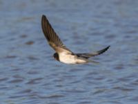 Hirundo rustica Fornlämningsdammen, Tygelsjö ängar, Malmö, Skåne, Sweden 20240721_0134