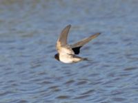 Hirundo rustica Fornlämningsdammen, Tygelsjö ängar, Malmö, Skåne, Sweden 20240721_0139