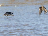 Hirundo rustica Fornlämningsdammen, Tygelsjö ängar, Malmö, Skåne, Sweden 20240721_0172