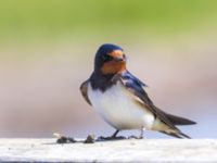 Hirundo rustica Terekudden, Bunkeflo strandängar, Malmö, Skåne, Sweden 20230604_0074