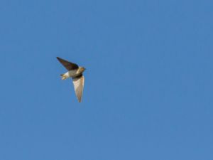 Riparia paludicola - Brown-throated Martin - Brunstrupig backsvala