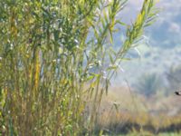 Riparia paludicola et Delichon urbicum Oued Massa Bridge, Morocco 20180224_0041