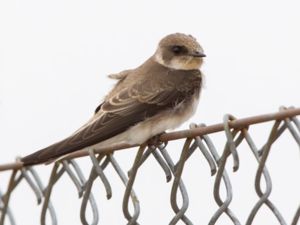 Riparia riparia - Sand Martin - Backsvala