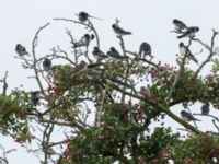 Hirundo rustica et Riparia riparia Tygelsjö ängar, Malmö, Skåne, Sweden 20170909_0013