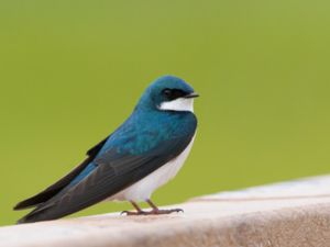 Tachycineta bicolor - Tree Swallow - Trädsvala