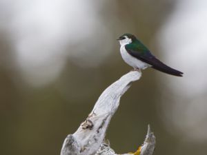 Hirundinidae - Swallows - Svalor