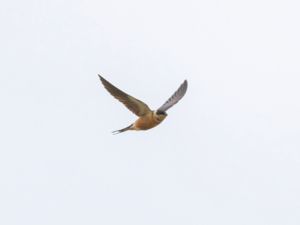 Cecropis semirufa - Red-breasted Swallow - Savannsvala