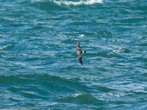 Oceanodroma leucorhoa - Leach´s Storm Petrel - Klykstjärtad stormsvala