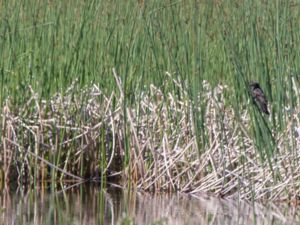 Agelaius phoeniceus - Rödvingetrupial - Red-winged blackbird