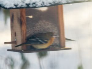 Icterus galbula - Baltimore Trupial - Baltimoretrupial