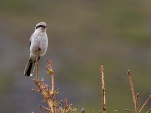 Lanius borealis - Northern Shrike - Beringvarfågel