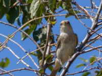 Lanius collurio 1cy Demergy, Crimea, Russia 20150918_0131