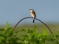 Lanius collurio ad male Ilia State University Dedoplistskaro, Kakheti, Georgia 20180428_0464