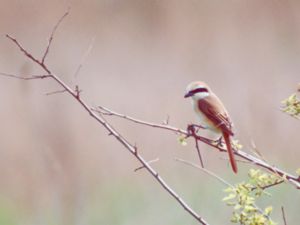 Lanius cristatus - Brown Shrike - Brun törnskata