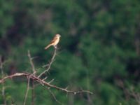 Lanius cristatus Happy Island (Shijiu Tuodao), Hebei, China 19980515 (2)