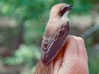 Lanius cristatus Happy Island (Shijiu Tuodao), Hebei, China 19980518 (4)