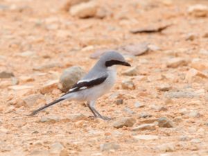 Lanius elegans - Southern Grey Shrike - Ökenvarfågel