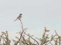 Lanius elegans elegans Oued Jenna, Awsard Road, Western Sahara, Morocco 20180220_0016