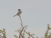 Lanius elegans elegans Oued Jenna, Awsard Road, Western Sahara, Morocco 20180220_0017