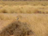 Lanius elegans elegans Oued Jenna, Awsard Road, Western Sahara, Morocco 20180220_0098