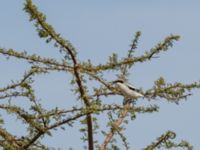 Lanius elegans elegans Oued Jenna, Awsard Road, Western Sahara, Morocco 20180220_0135