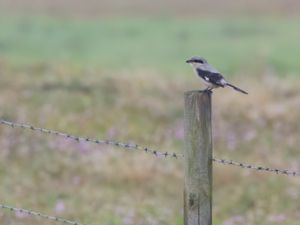 Lanius excubitor - Great Grey Shrike - Varfågel