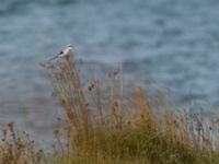 Lanius excubitor Hamnen, Klagshamns udde, Malmö, Skåne, Sweden 20180929_0010