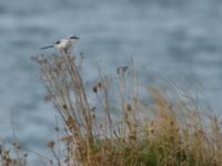 Lanius excubitor Hamnen, Klagshamns udde, Malmö, Skåne, Sweden 20180929_0012